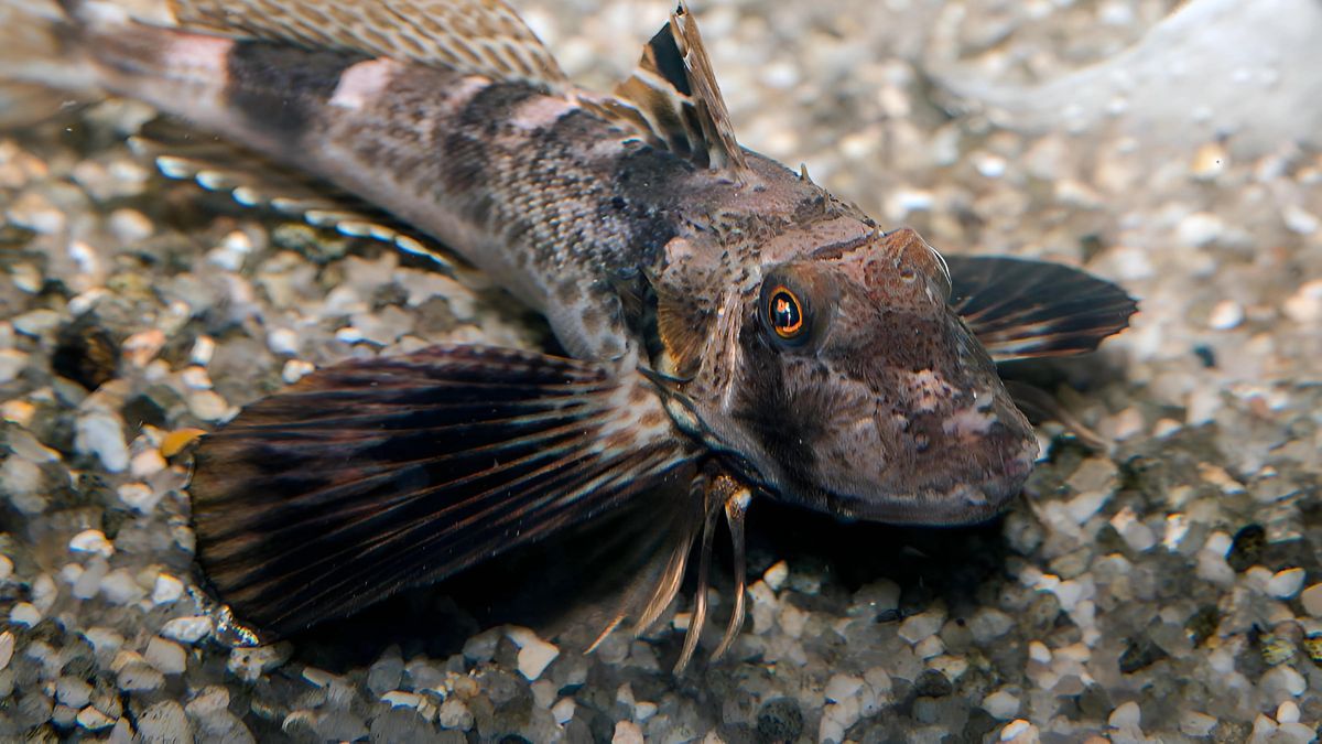 Northern Sea Robin Legs
